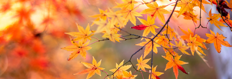 Brightly coloured Japanese maple leaves
