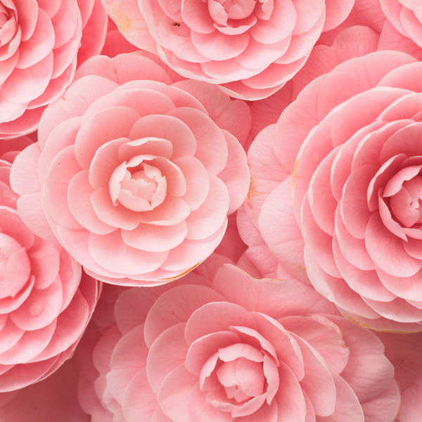 Pink Japanese camellia