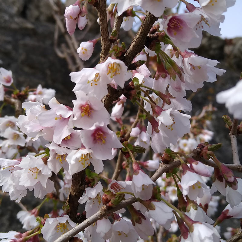 Close up of sakura cherry blossom