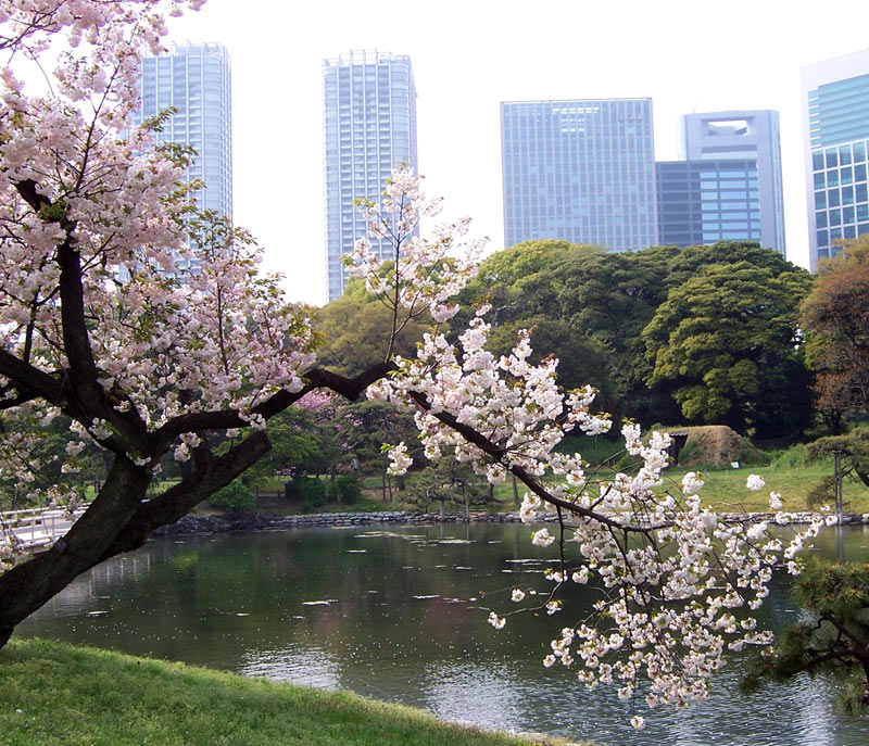 Cherry blossom in a Tokyo park