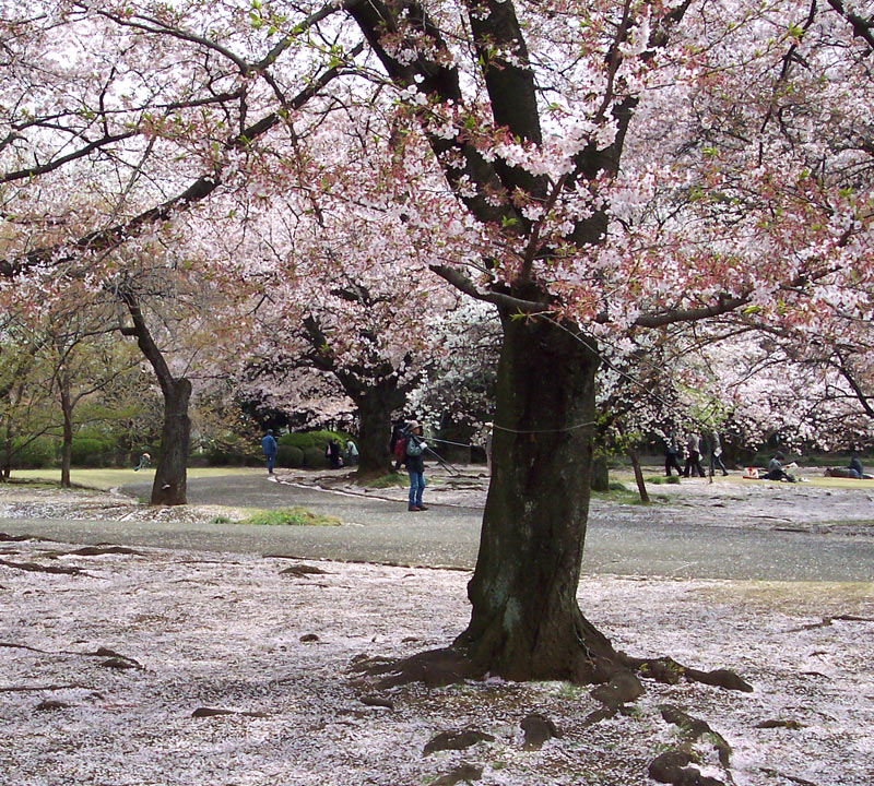 Cherry blossoms fallen to the ground