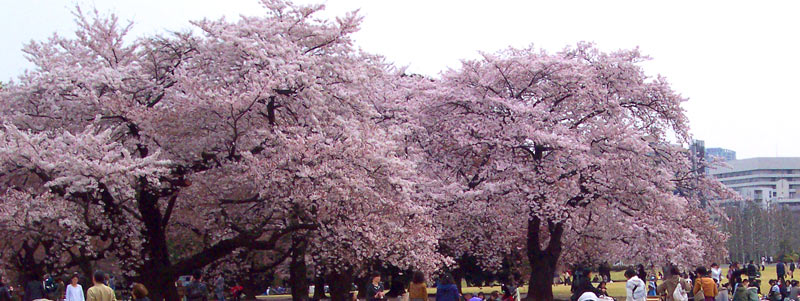 Cherry blossom trees in a Japanese park