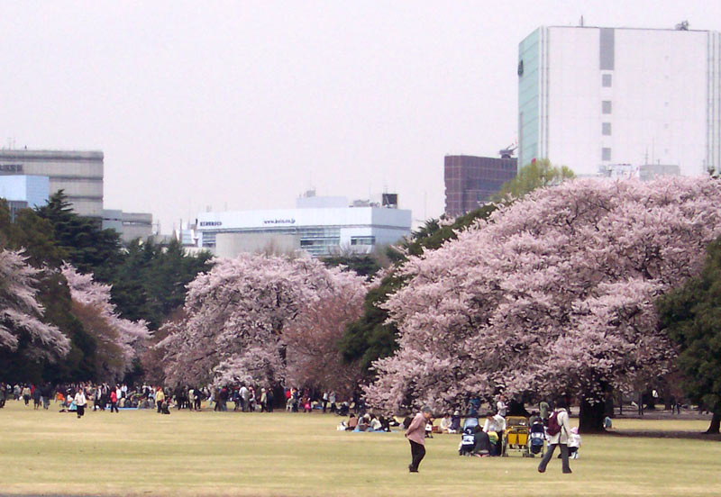 People viewing cherry blossom in Shinjuku Park