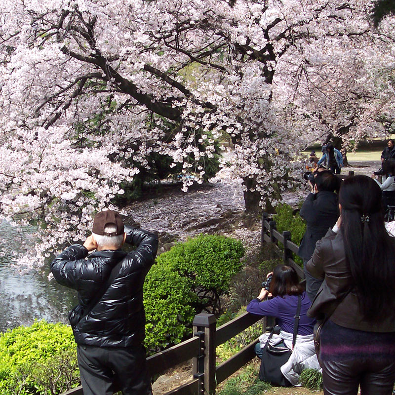People taking photos of sakura