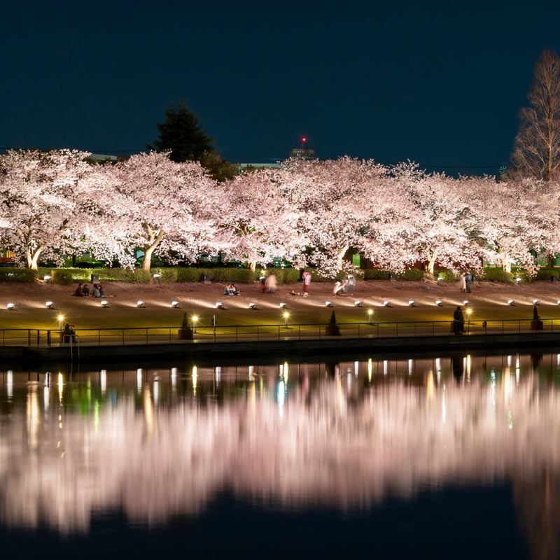 Sakura lit up in a Japanese park with reflections in the river