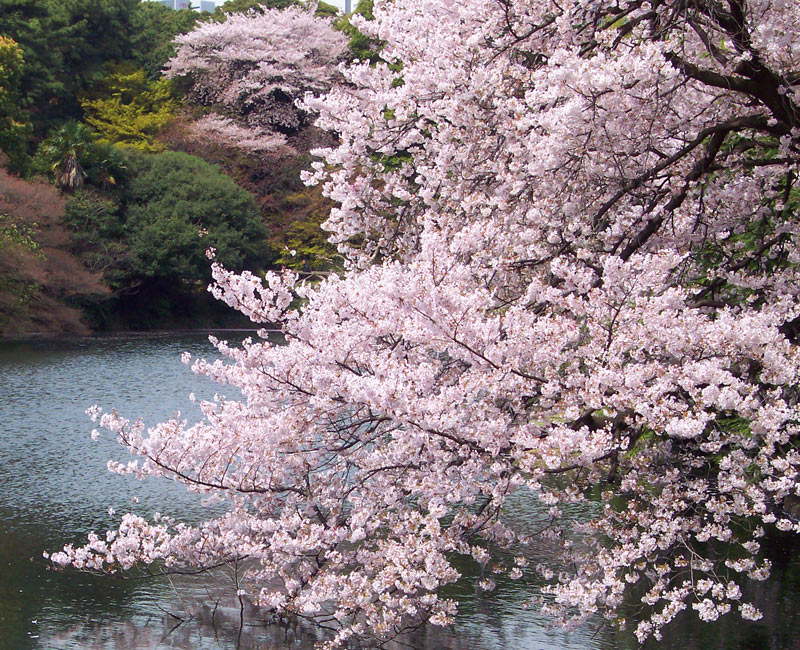 Pale pink cherry blossom by a Japanese lake