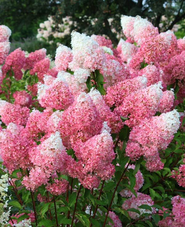Hydrangea paniculata