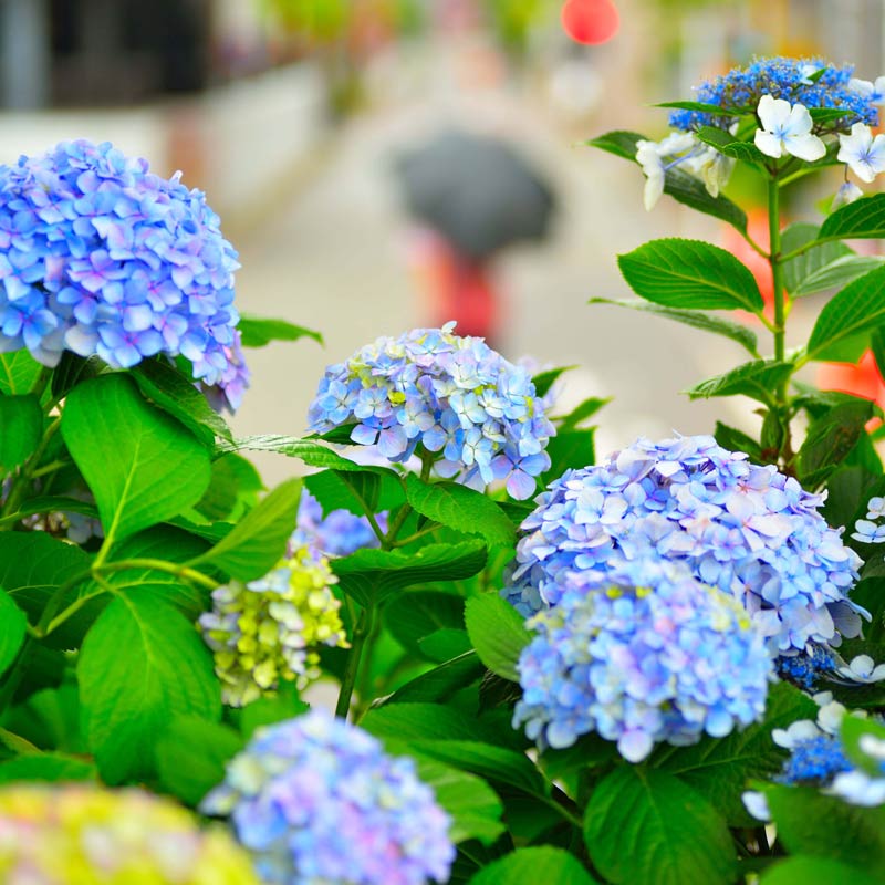 Blue hydrangeas in Japan