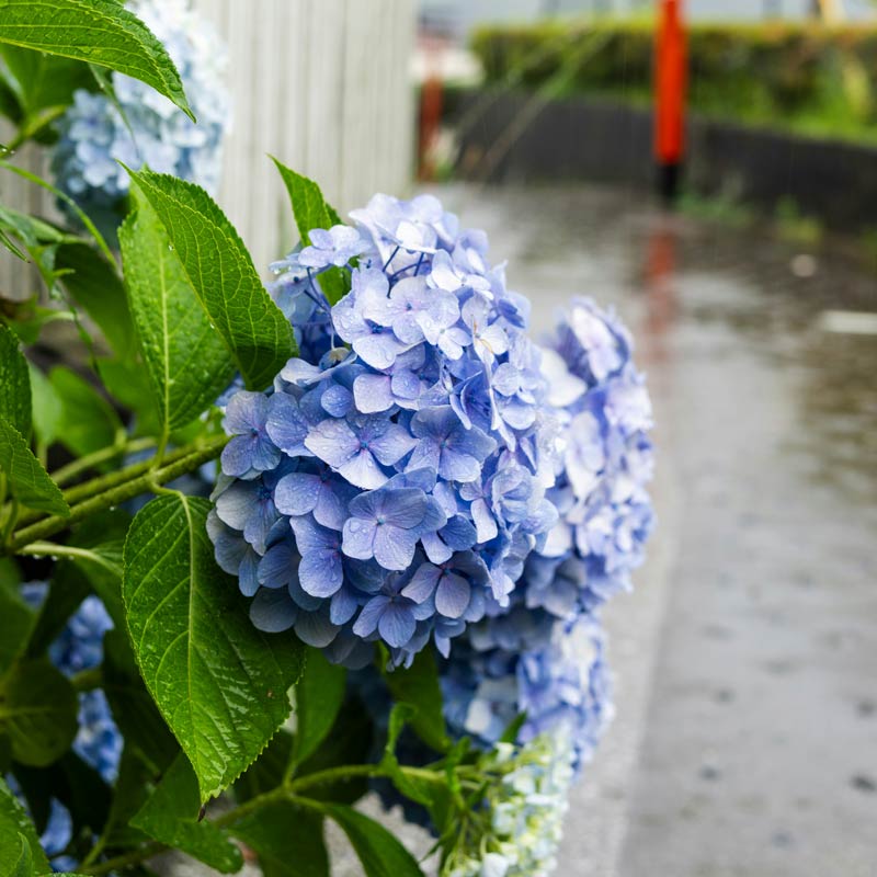 Blue hydrangea in the rain