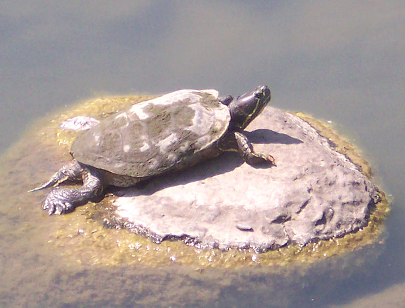 Turtle in a Japanese pond