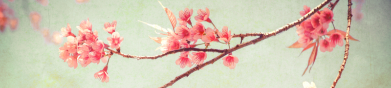 Painting of delicate Japanese sakura